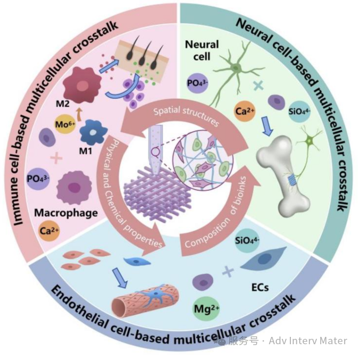 中國科學院矽酸鹽研究所吳成鐵團隊Adv Interv Mater——3D列印多細胞構建體綜述